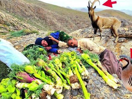老瓦两口子去上山挖野菜,却收获大量珍惜药材,最后卖了一大笔钱#野外生存 #游牧生活 #伊朗 #山区生活 #勤劳的农村人