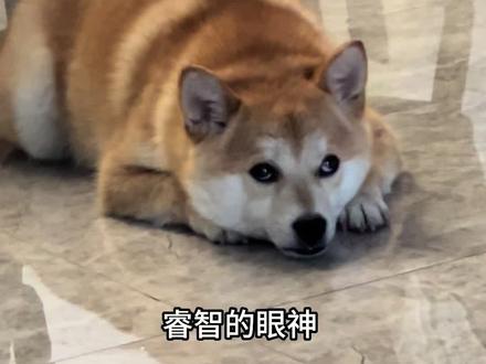 多米:你把我当日本狗整? #柴柴 #柴犬受害者联盟 #柴犬 #孕期 #孕期记录