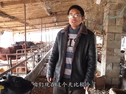 牛感冒流鼻涕不要急,大学生养殖户教你合理应对,效果拔群