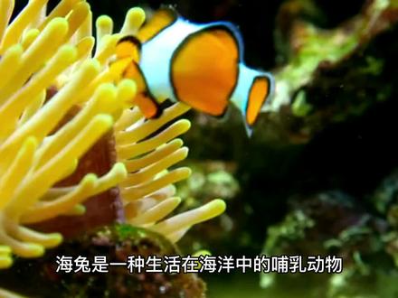 海底生物-海兔 #保护生态环境 #海洋 #百科