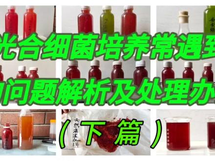 光合细菌培养常遇到的问题解析及处理办法(下篇)
#光合细菌 #光合细菌培养 #光合细菌扩培方法