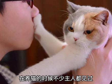 猫咪喜欢伸手碰你,不是挑衅你,而是有这些含义