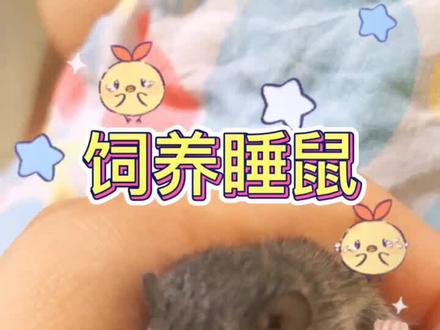 养鼠鼠要有耐心#西班牙睡鼠 #养鼠日常分享