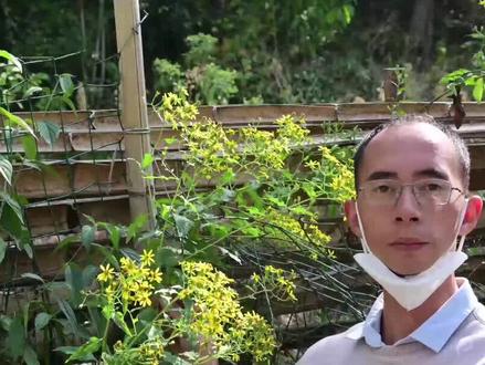 常见菊科植物千里光,农村有人称明目草,煮水有哪些用途? #草本植物#大自然的馈赠#中草药#千里光#农村生活