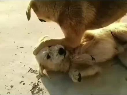 谁也不是生来就是王者,逆境中成长,靠的是意志和坚持。