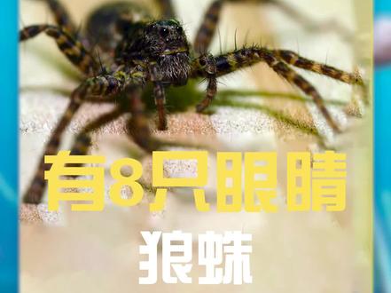 性情凶猛的#狼蛛 ,有整整8只眼睛! #动物科普 #蜘蛛 #涨知识 #神奇动物在抖音
