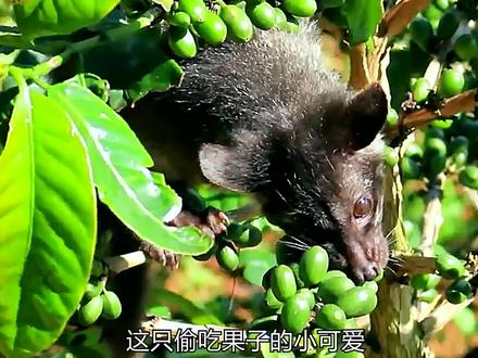 一分钟带你了解猫屎咖啡的制作过程#猫屎咖啡 #制作过程 #纪录片 #科普 @DOU+小助手 #新农人计划