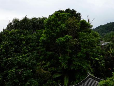 孟连宣抚司署
孟连口岸
景迈山
#旅行推荐官 #自驾游 #保持热爱奔赴山海 #交换世界计划 #抖音合集升级计划