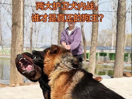 罗威纳+德牧=场里天天世界大战,劝架?不存在的,我只负责观战。#实战猎犬后代 #创作者中心 #创作灵感 #狗打架 #护卫犬