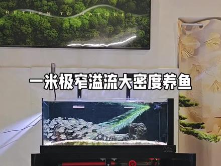 一米极窄溪流大密度养鱼 #鱼缸#水辰鱼缸#溪流缸#养鱼日记