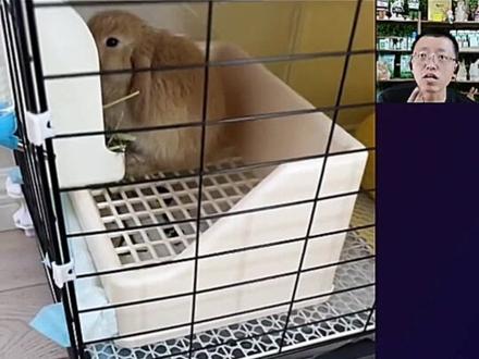 兔兔软便怎么办? #宠物兔怎么养