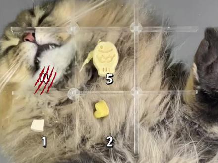 你能存活到第几个冻干?#哈基咪九宫格 #猫咪的迷惑行为 #猫咪吃零食 #猫咪