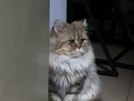 即使变成小猫咪,还是没办法和你玩嘛🥹#猫咪🐈 #萌宠 #西伯利亚森林猫