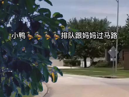 #鸭 🦆妈妈带小🦆 #过马路 #珍爱动物 #希望往后的日子里愿朋友们幸福安康开心快乐