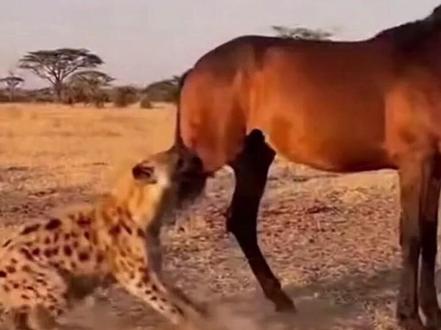 致命马蹄!鬣狗的攻击被一脚终结! #野马 #鬣狗