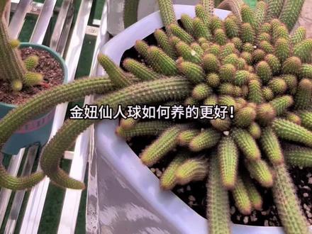 金妞仙人球养一片出来感觉也很霸气#金妞仙人球