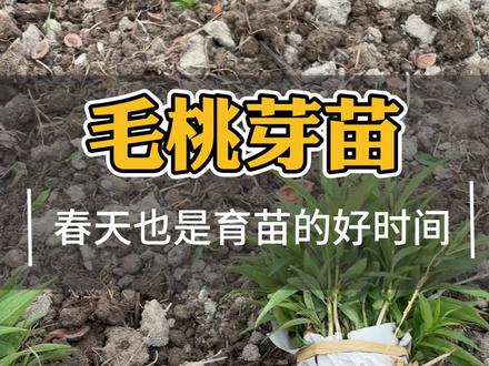 个人的努力固然重要,但也要考虑历史的进程@新山苗场嵊州果树苗木专卖店 #毛桃芽苗 #桃芽 #小桃苗 #芽苗