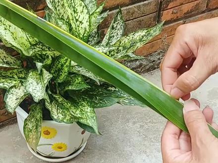 棕榈树叶转身变成了棕榈花!手工风铃必不可少的基础编法!