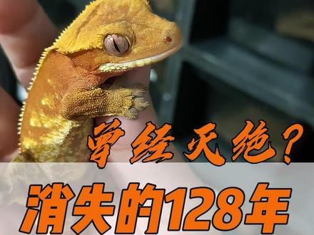 睫角守宫的前世今生,爬圈才知道的冷知识 曾经差点灭绝,如今最火新手爬宠,睫角这30年经历了什么?全是爬圈里人才知道的内幕,新手必看!#睫角守宫 #睫角守宫饲养 #爬宠日常 #爬宠 #守宫