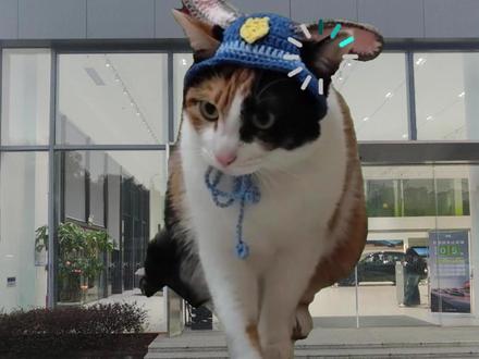 萝卜纸巾大笨猫闯入汽车赛道,没点网速都跟不上! #萝卜纸巾猫咪挑战 #大笨猫又在蒙答案了 #小鹏汽车 #新能源汽车