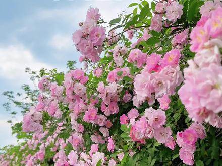 蔷薇花五种拍摄技巧,你学会了几种?#手机摄影 #摄影教学 #蔷薇盛开的季节