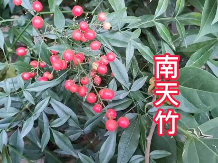 南天竹 不仅美化园林,还是治哮喘咳嗽等疾病的药材!你认识吗?