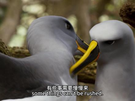 一生飞行850万公里!信天翁习惯漂泊,但无论多远都会回家等伴侣。它们往往会历时三四年才能找到合适的伴侣。每年它们都会和伴侣分开6个月,但等到繁殖的季节,它们又会从很远的地方飞回来,等待自己的伴侣!#信天翁 #纪录片 #动物世界