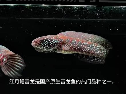 被大家遗忘的国产红月鳢是否能入得了你们的法眼呢
#红月鳢