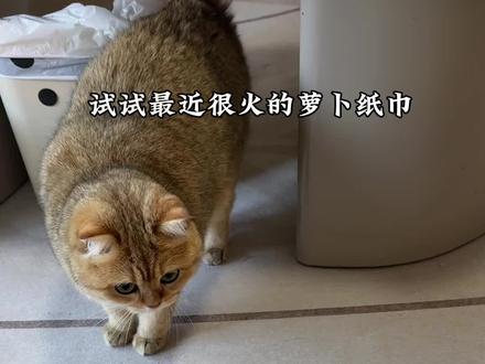 难道说…聪明毛真的有说法?
#萝卜纸巾 #萝卜纸巾猫 #聪明小猫 #聪明毛 #萌宠出道计划