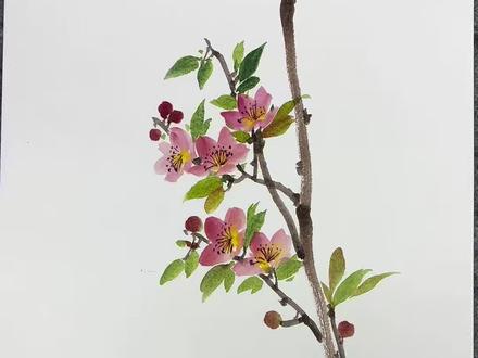 桃花一簇开无主,可爱深红爱浅红?#零基础学画画#方阳普国画#国画桃花#国画教程#好看的花一定要分享给你