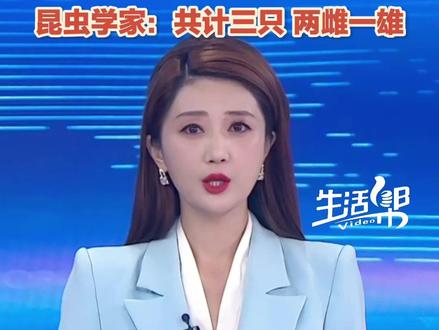 最后一个没有蚊子的国家也“沦陷”了?近日,冰岛自然科学研究所的科学家宣布,他们在首都雷克雅未克附近,首次在自然环境中发现了蚊子。有观点指出,这一现象背后可能与气候变化密切相关。