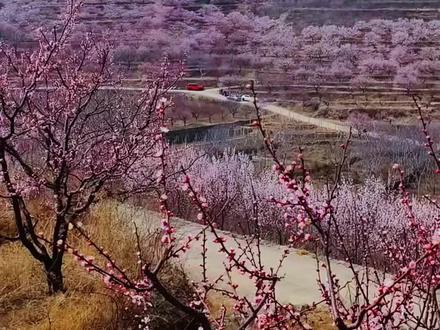 3月21日,济南南部山区柳埠石匣村千亩杏花盛放,漫山遍野,美如画卷。#杏花盛开等你来#石匣村杏花节 #石匣村杏花盛开