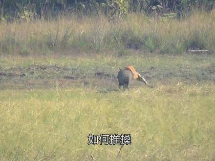 野猪佩奇遇到了山中大王老虎,只是一个照面就被锁喉了#自然界动物各种奇特捕食画面大全 #野猪佩奇