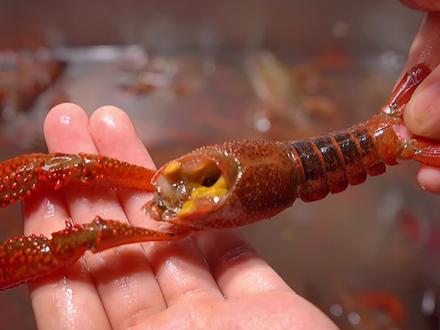 5步教会你怎么清洗小龙虾 干净卫生又快捷#小龙虾的100种神仙吃法#抖音美食创作人 #小龙虾@抖音星探家