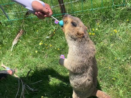 色达的土拨鼠太可爱了,一点也不怕人!见人就过来要吃的,啥都吃