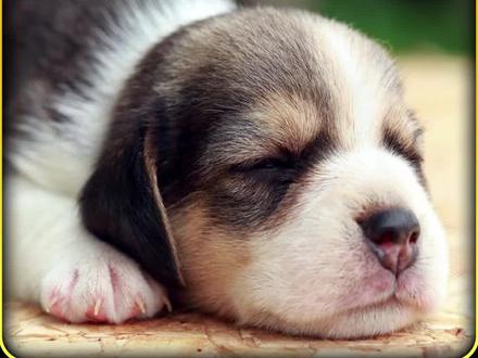 救助被人虐待只剩最后一口气的狗狗 #动物救助 #善待动物关爱生命 #救助狗狗 #救助流浪狗