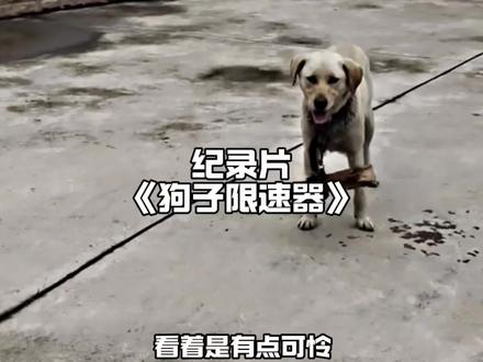 全国的狗子估计都在遭罪,不得不说发明给狗脖子上挂棍子的一定是个天才#万万想不到 #狗子 #狗追人 #离谱