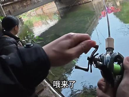 尾钩轻舞虫狂拉小红眼 #轻舞虫 #路亚钓鱼 #户外野钓