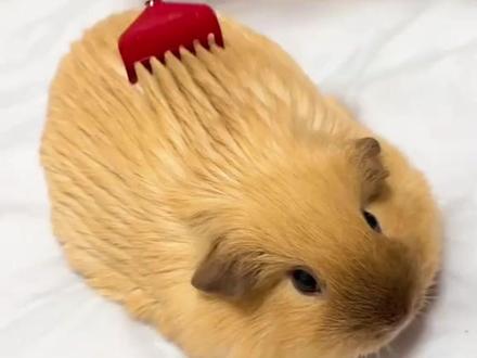 来自南美的小土豆,豚鼠 #动物科普 #豚鼠