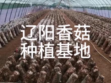 辽阳还有这么个地方,好几个村子都在种植香菇。
因为好奇钻进人家的养殖大棚,结果还被硬核送给我一大兜香菇……#摄影 #辽阳 #乡村