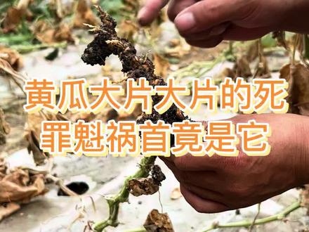 黄瓜大片大片的死,罪魁祸首竟是它—根结线虫!#农业种植技术#病虫害防治#乡村振兴#聚焦三农服务三农#2022新农人#@dou+小助手
