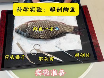 科学实验:解剖鲫鱼 #科普 #生物 #初中 #解剖鲫鱼