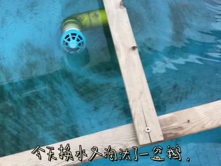该淘汰就要淘汰#杭州 #金鱼 #传统文化 #养鱼日记 #鹅头红