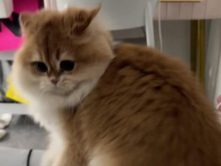 我都说我家猫会后空翻你说我图谋不轨#猫后空翻 #养猫日记