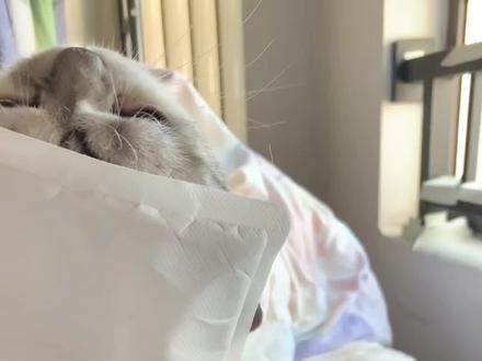 哈基米的智商不亚于一只成年香蕉#萌宠 #猫咪 #我和我的猫