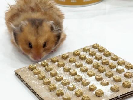 鼠鼠的手工霉豆腐!好吃到流口水 香香脆脆的,快带回家给鼠试试#仓鼠 #仓鼠烘焙粮 #养鼠日常 #彩虹霉豆腐申请出战 #仓鼠粮