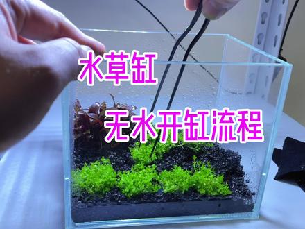 不是说必须要无水开缸 只是对于新手非常友好 成活率接近100%😏#草缸造景 #水草 #造景