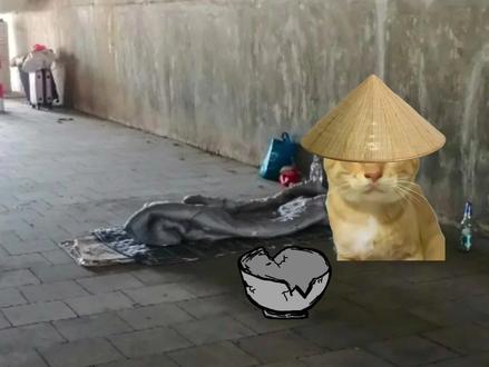 当代最后一位耄耋 #猫meme #耄耋