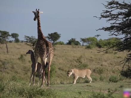 小长颈鹿躲避捕猎,却被母长颈鹿踢下山崖,倒地起不来#野生动物零距离 #动物世界 #长颈鹿 #狮子