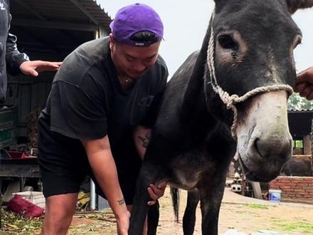 今日扛驴失败 @运动员李明轩